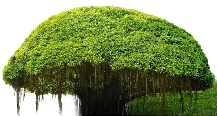 Banyan tree representing strength, shelter and longevity