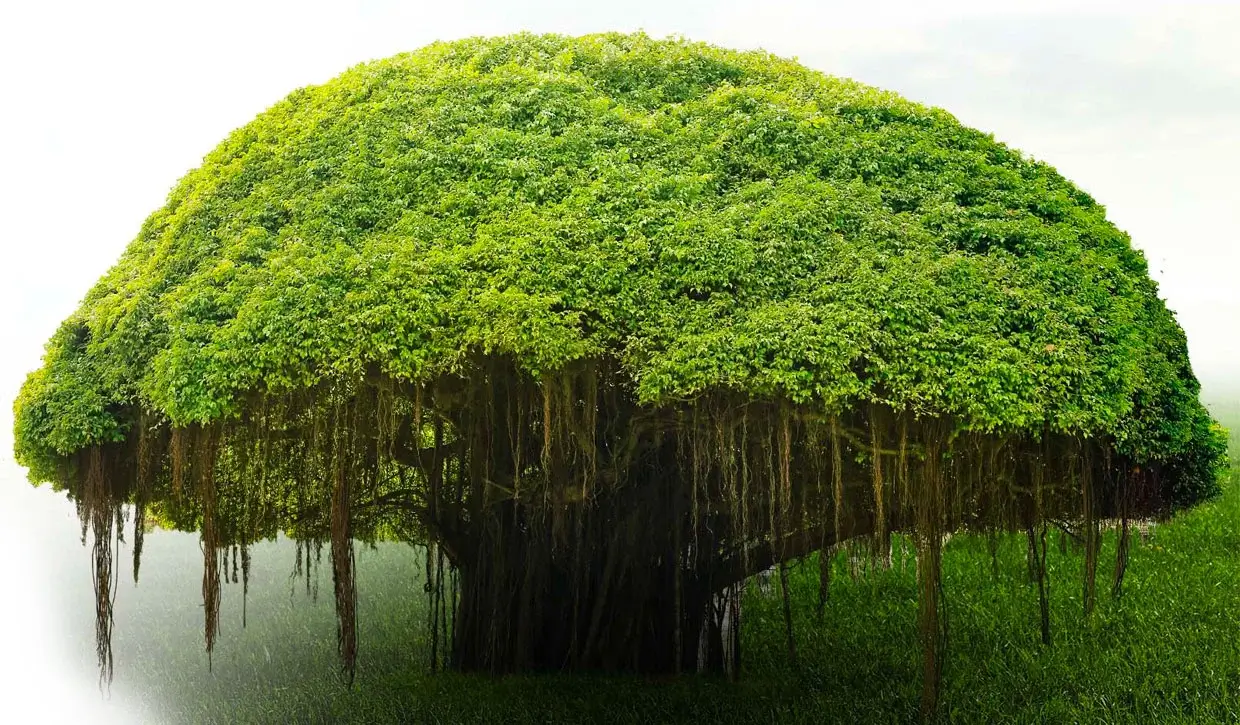 Banyan Tree